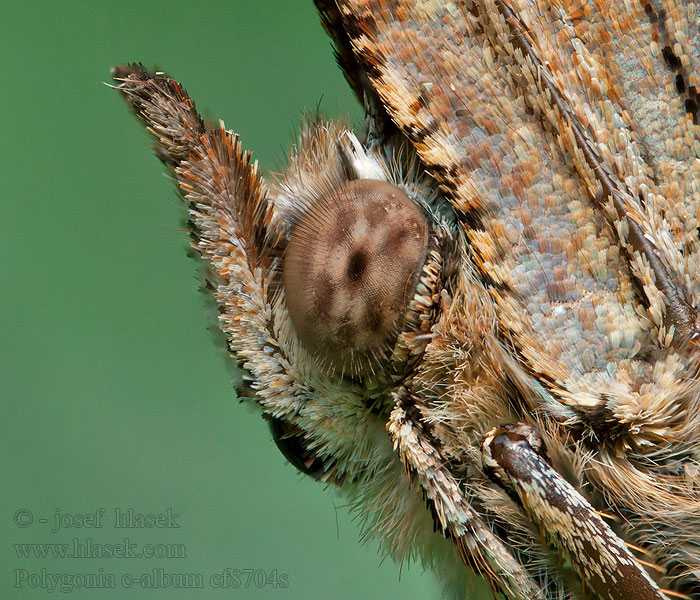 Comma Polygonia c-album