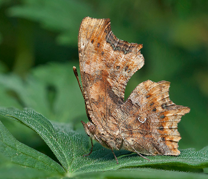 Robert Diable Polygonia c-album