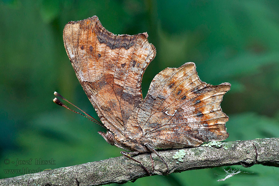 C-betűs lepke Polygonia c-album