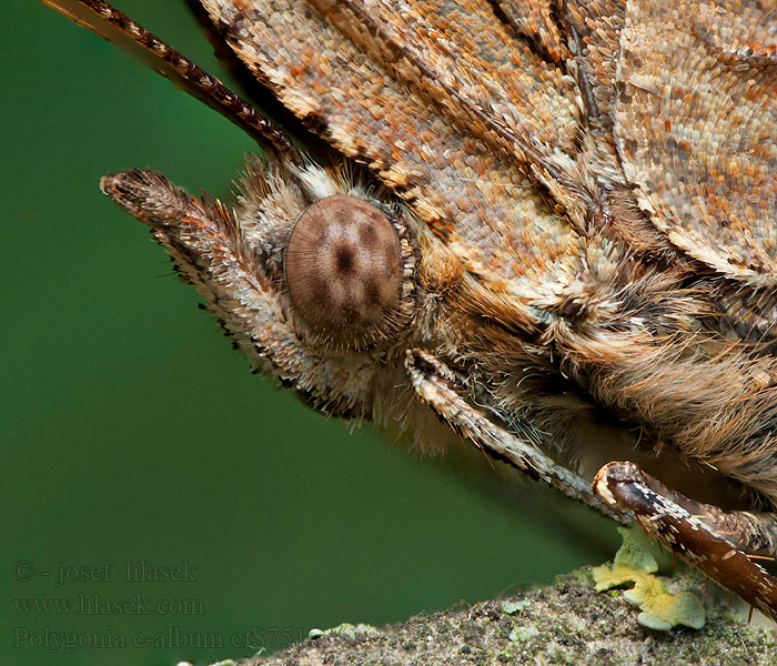 Babočka bílé c Polygonia c-album