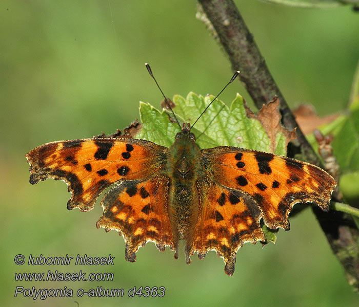 C-Falter Weißes Polygonia c-album