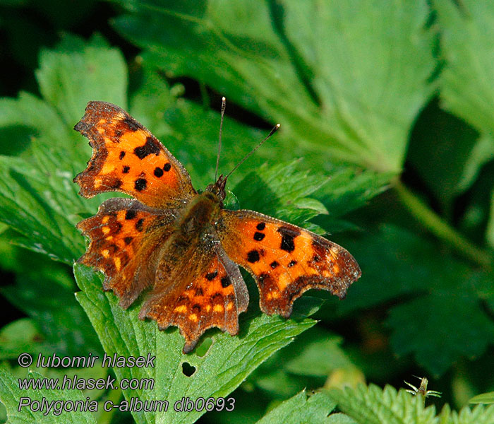 C Rusałka ceik Polygonia c-album