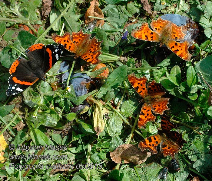 Babôčka zubatokrídla Babočka bílé c Polygonia c-album