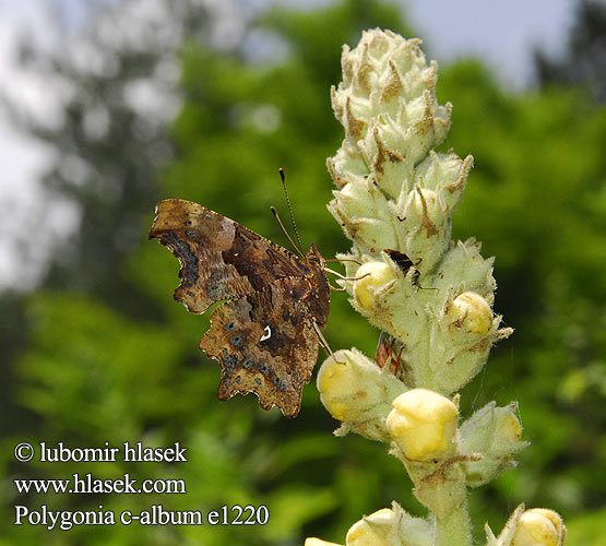 Polygonia c-album Babôčka zubatokrídla Babočka bílé