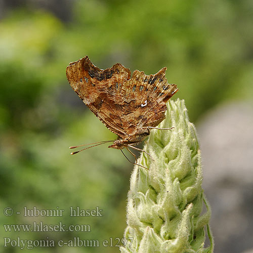 Polygonia c-album C-blanca Vinbärsfuks Hvit c Herukkaperhonen