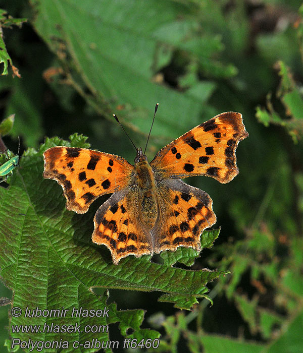 Babočka bílé c Polygonia c-album