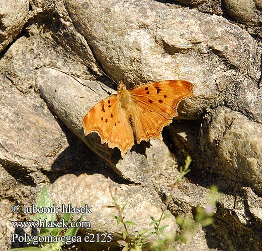 Polygonia egea Southern Comma Vanesse Pariétaires Südlicher C-Falter Zuidelijke aurelia Babočka drnavcová Желтая углокрыльница С-белое Anadolu Yırtık Pırtığı