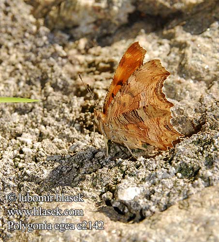 Polygonia egea Südlicher C-Falter Zuidelijke aurelia Babočka drnavcová Желтая углокрыльница С-белое Anadolu Yırtık Pırtığı Southern Comma Vanesse Pariétaires