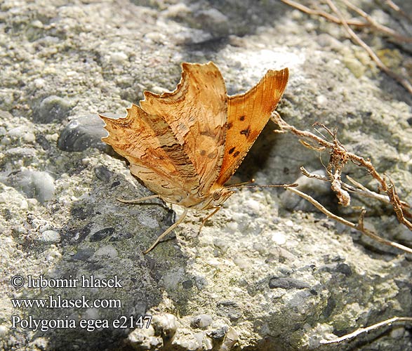 Polygonia egea Babočka drnavcová Желтая углокрыльница С-белое Anadolu Yırtık Pırtığı Southern Comma Vanesse Pariétaires Südlicher C-Falter Zuidelijke aurelia