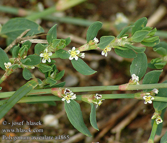 Polygonum aviculare Vej-Pileurt Renouée des oiseaux Gewoon varkensgras