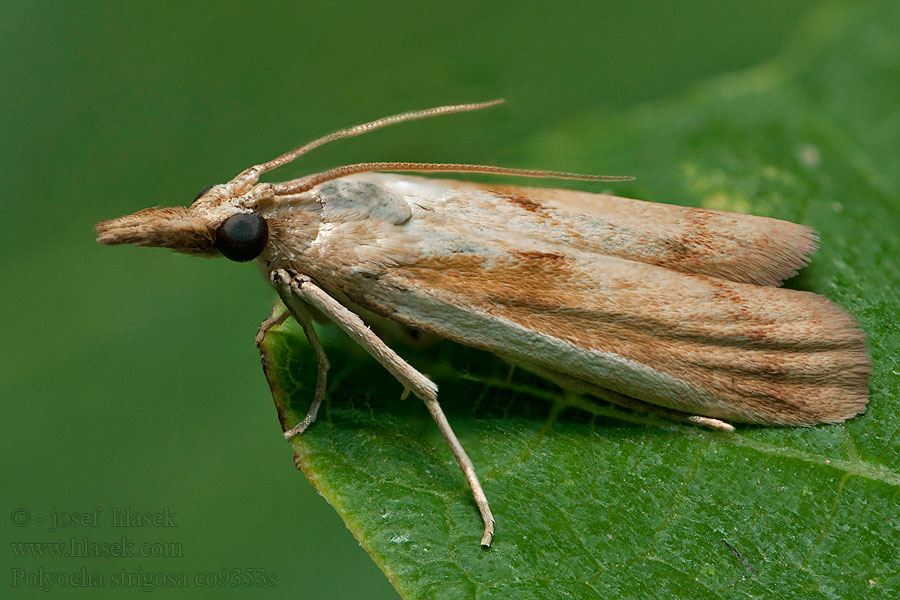 Polyocha strigosa