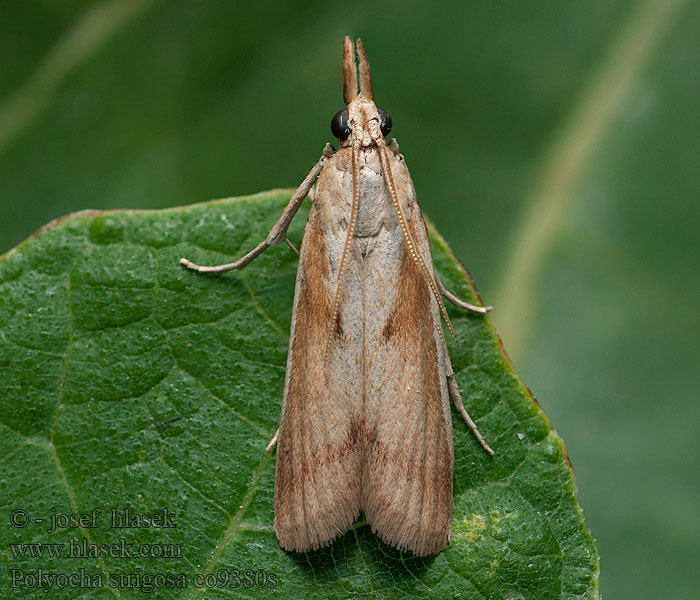 Polyocha strigosa