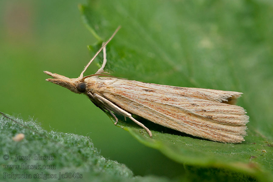 Polyocha strigosa