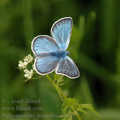 Polyommatus amandus Prächtiger Bläuling Modraszek amandus