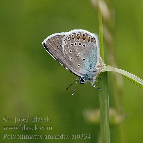 Polyommatus amandus Modrásek ušlechtilý Голубянка быстрая милая