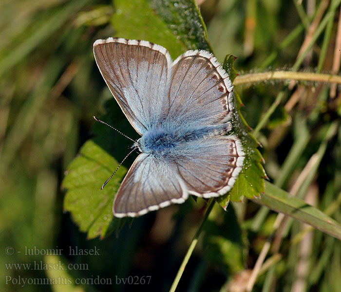 Polyommatus coridon Modrásek vikvicový Silbergrüner Bläuling