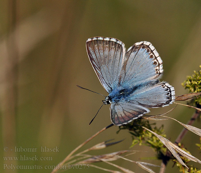 Polyommatus coridon Chalk-hill Blue Modráčik vikový Bleu nacré