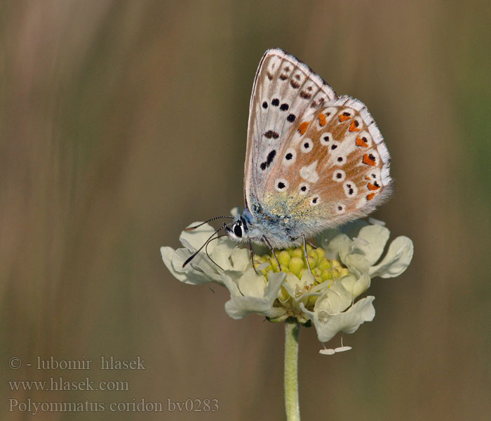 Polyommatus coridon Голубянка коридон Modraszek korydon