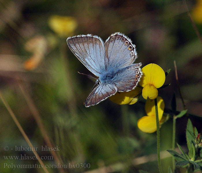 Polyommatus coridon Bleek blauwtje Ezüstkék boglárka