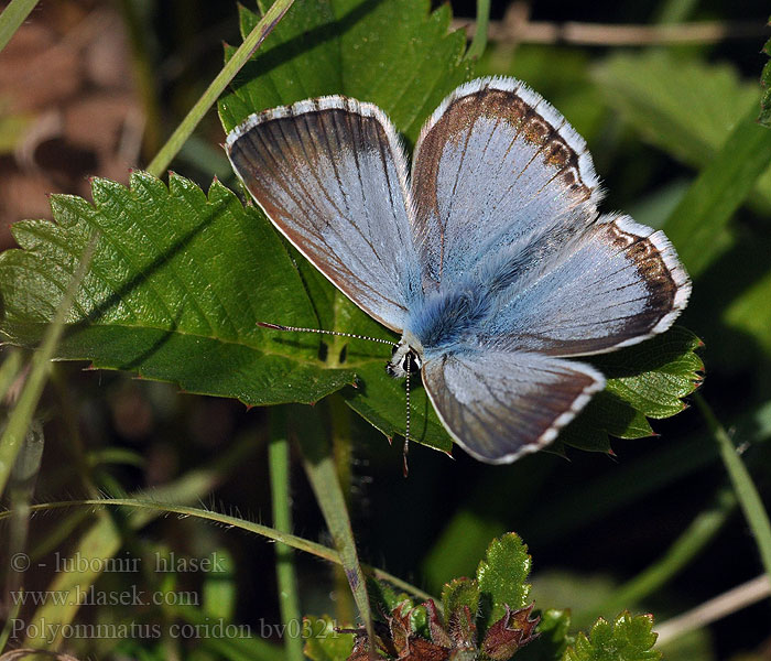 Polyommatus coridon Modrásek vikvicový Ljus blåvinge