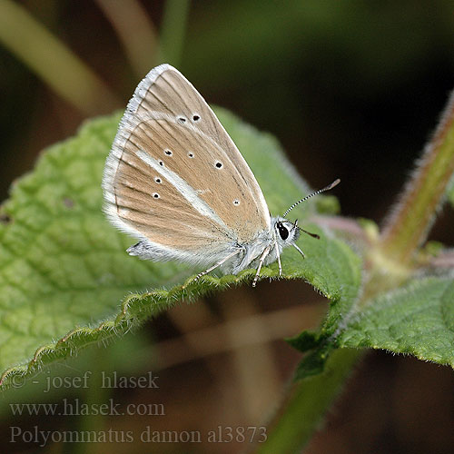 Polyommatus damon Agrodiaetus Damon Blue Sablé sainfoin Csíkos boglárka