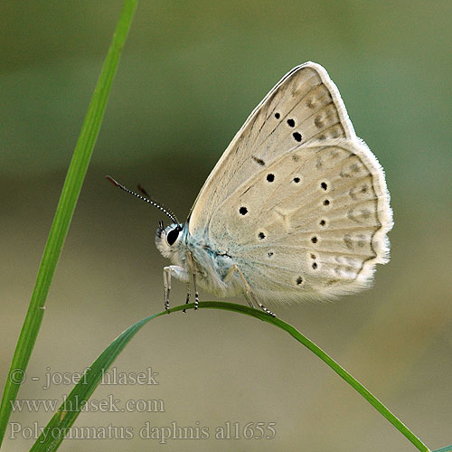 Polyommatus daphnis Meleageria Meleager's Blue Azuré l'orobe