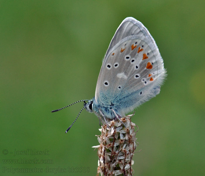 Polyommatus dorylas Modrásek komonicový Wundklee-Bläuling Turquoise blue