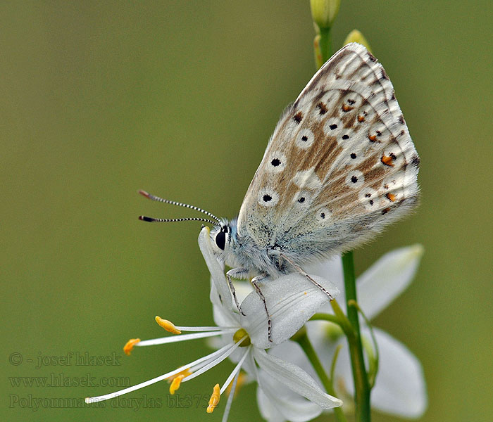 Polyommatus dorylas Голубянка большая Modraszek dorylas Väpplingblåvinge