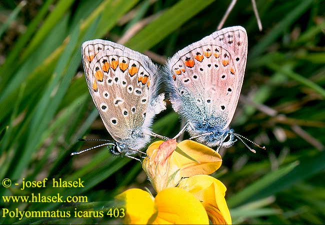 Polyommatus icarus Common Blue L'azuré commun Közönséges boglárka