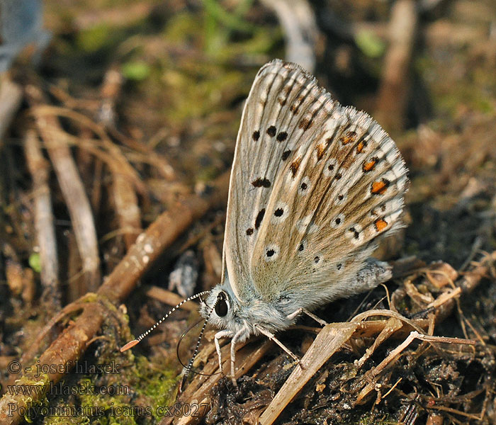 Modrásek jehlicový Gemeiner Bläuling Common Blue Polyommatus icarus