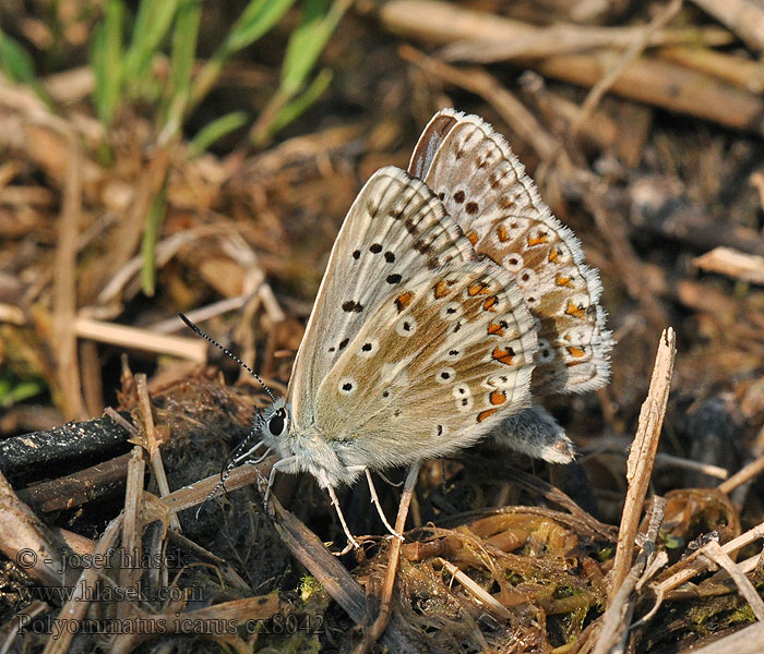 Modraszek ikar Icarusblauwtje Közönséges boglárka Polyommatus icarus