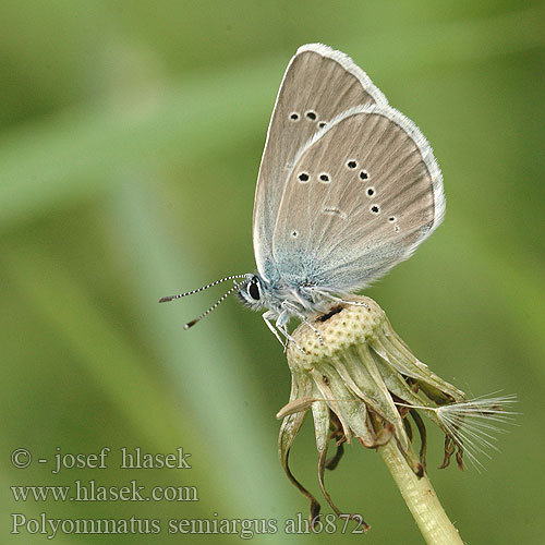 Polyommatus semiargus Mazarine Blue demi-argus Aprószemes boglárka