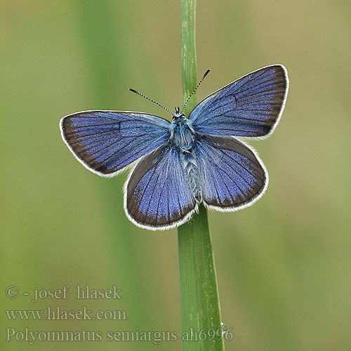 Polyommatus semiargus Rotklee-Bläuling Modraszek semiargus Modráčik lesný Modrásek lesní