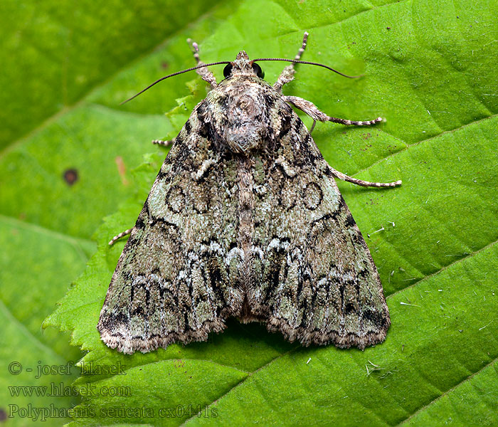 Polyphaenis sericata Blýskavka žlutokřídlá Bunte Ligustereule