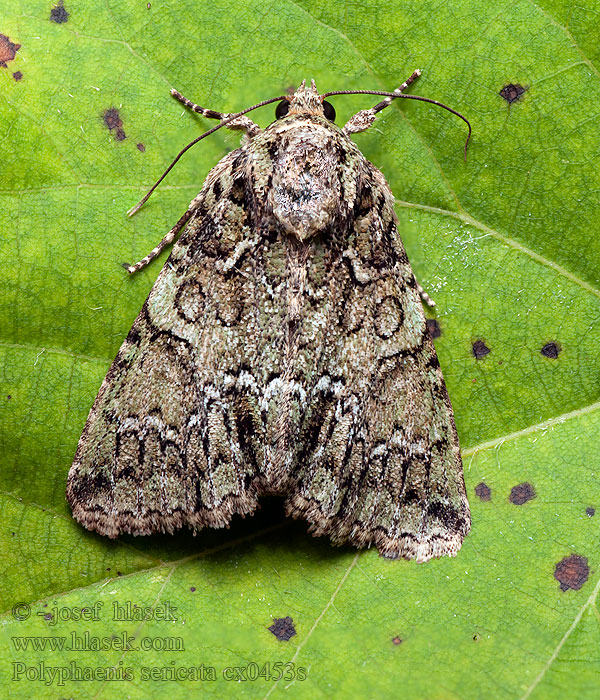 Polyphaenis sericata Guernsey Underwing Sivkavec svíbový