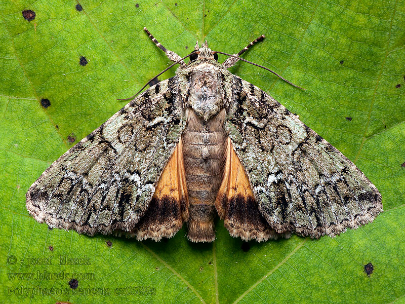 Polyphaenis sericata Noctuelle Camérisier Selyemfényű bagolylepke