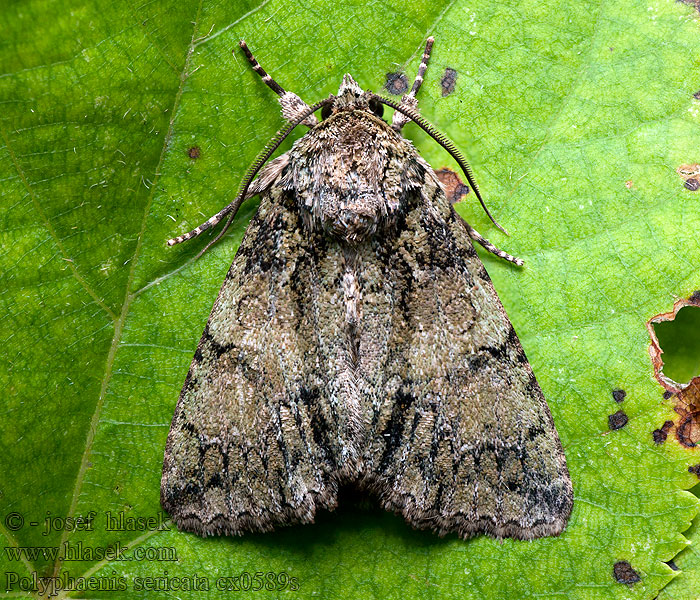 Blýskavka žlutokřídlá Polyphaenis sericata