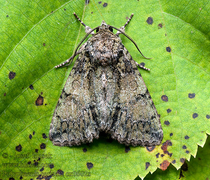 Bunte Ligustereule Guernsey Underwing Polyphaenis sericata