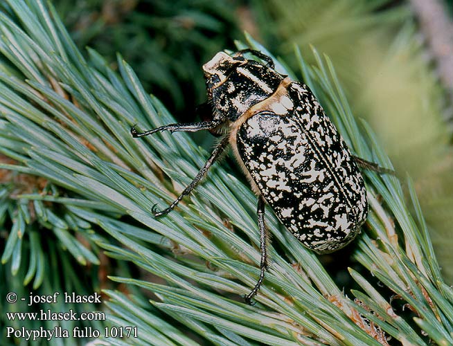 Polyphylla fullo 10171