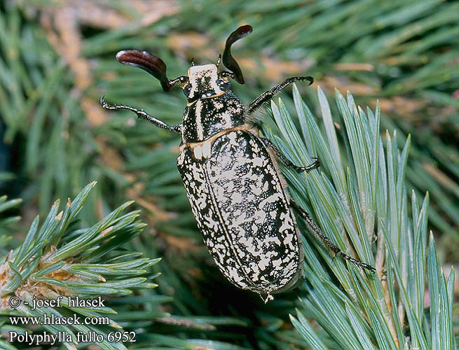 Polyphylla fullo 6952