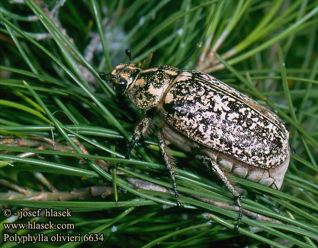 Polyphylla olivieri 6634