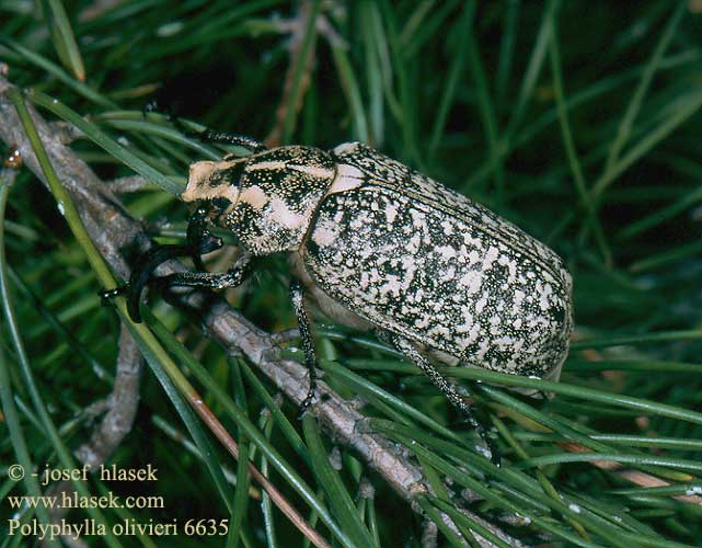 Polyphylla olivieri 6635