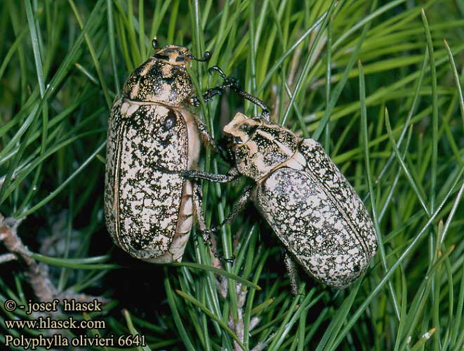 Polyphylla olivieri 6641