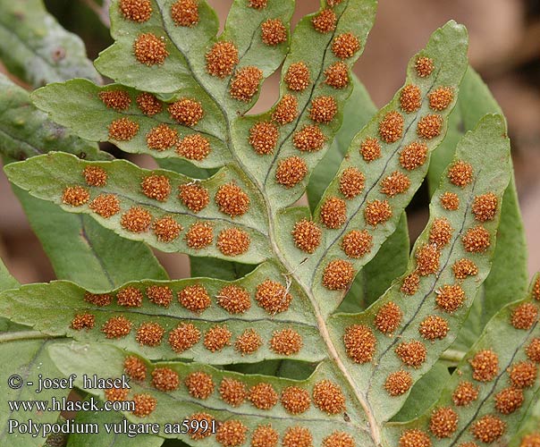 Polypodium vulgare Osladič obecný Gewöhnlicher Tüpfelfarn