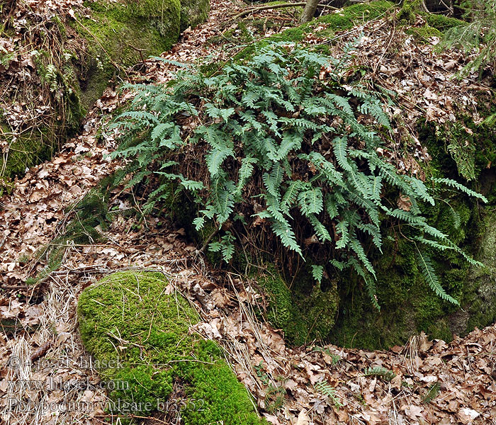 Polypodium vulgare Almindelig Engelsød Kallioimarre Polypode