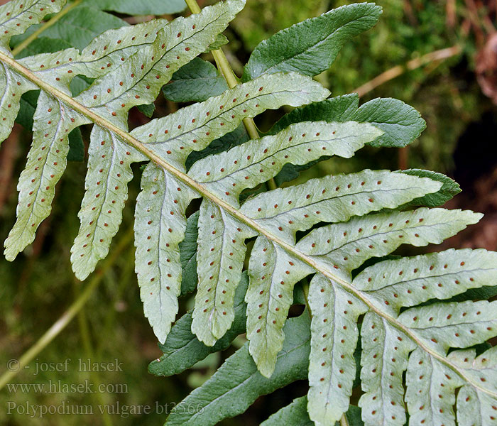 Многоножка обыкновенная Stensöta Sladič obyčajný Common Polypody