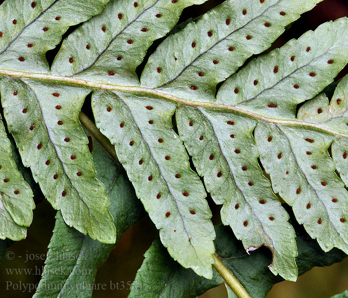 Polypodium vulgare Osladič obecný