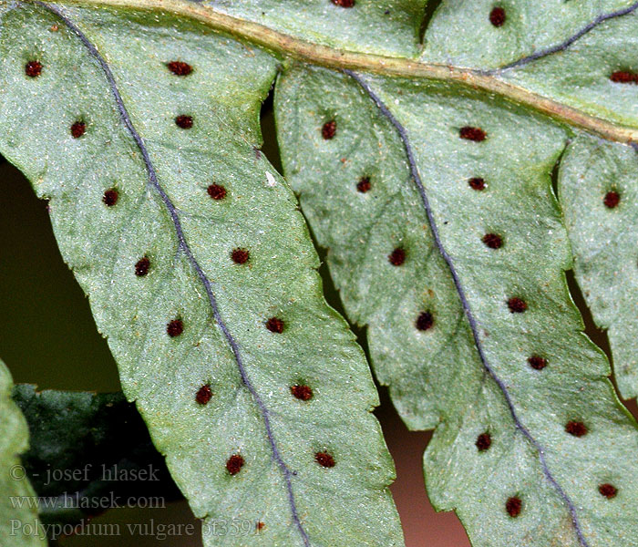 Polypodium vulgare Gewöhnlicher Tüpfelfarn