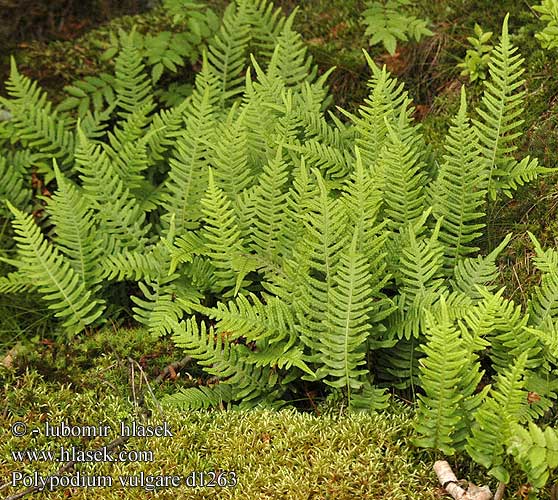 Almindelig Engelsød Kallioimarre Polypode obična oslad