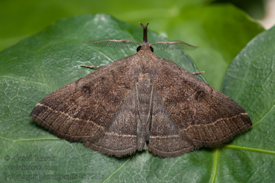 Polypogon plumigeralis Herminia Steppenheiden-Spannereule